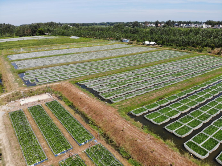 汪场镇：特色种植开辟乡村产业振兴路